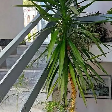 Appartement Dragica A1,
