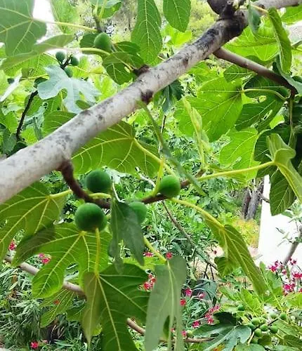 Dragica P A1 Apartmán *